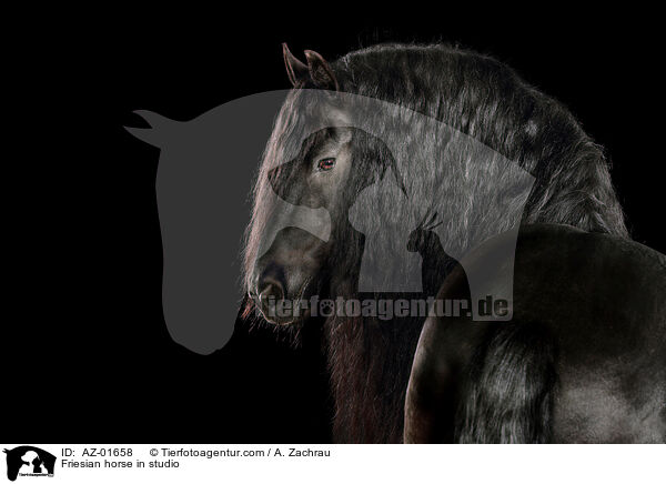 Friesian horse in studio / AZ-01658