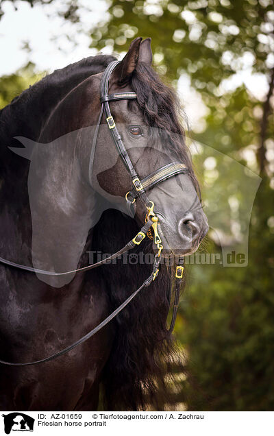 Friesian horse portrait / AZ-01659