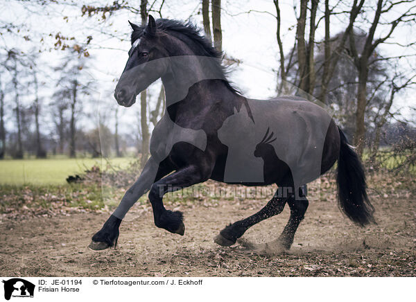 Frisian Horse / JE-01194