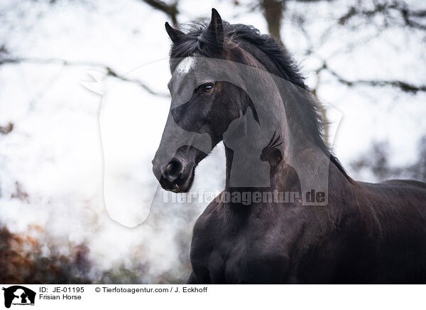 Frisian Horse / JE-01195
