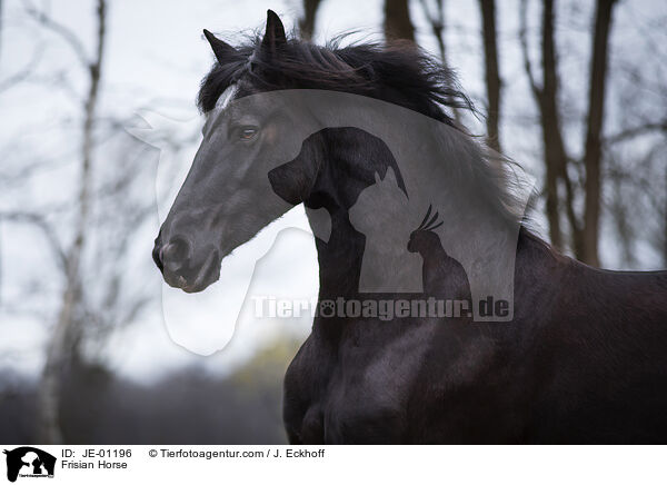 Friese / Frisian Horse / JE-01196