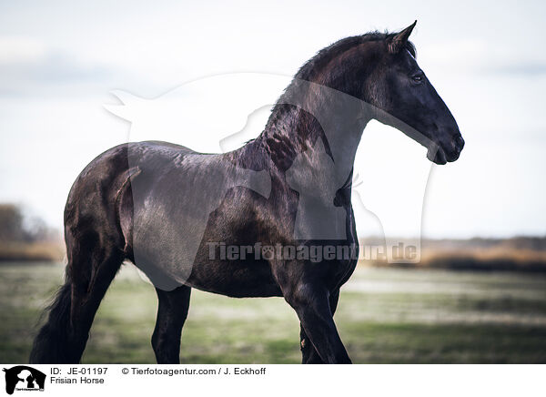 Friese / Frisian Horse / JE-01197