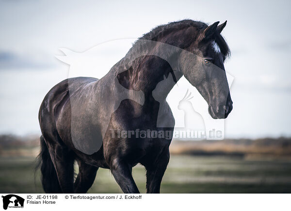 Frisian Horse / JE-01198