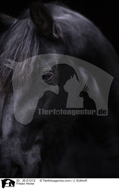 Frisian Horse / JE-01212