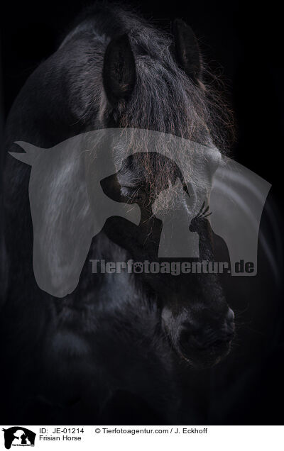 Frisian Horse / JE-01214