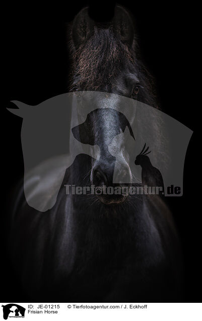 Friese / Frisian Horse / JE-01215