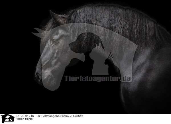 Frisian Horse / JE-01216