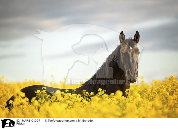 Friese / Frisian / MARS-01397