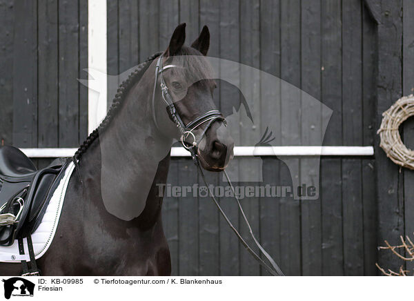 Friesian / KB-09985