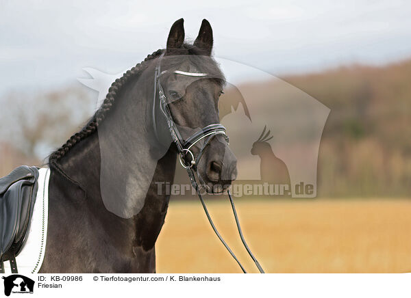Friese / Friesian / KB-09986