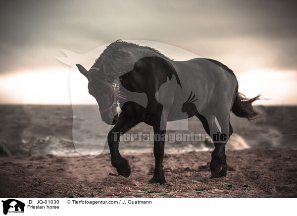 Friesian horse / JQ-01030