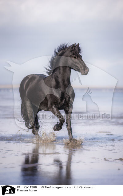 Friesian horse / JQ-01388