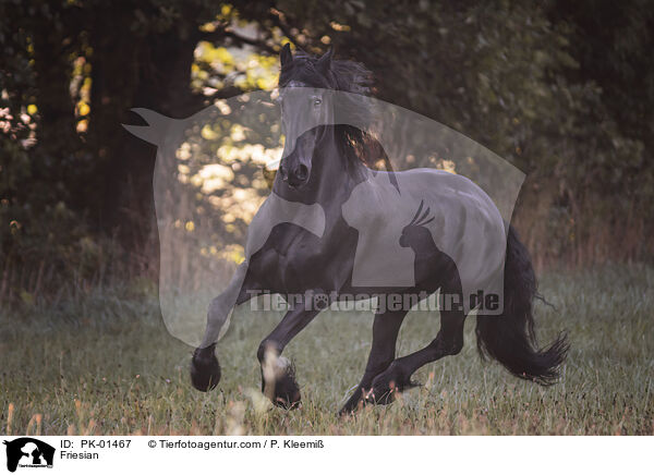 Friese / Friesian / PK-01467