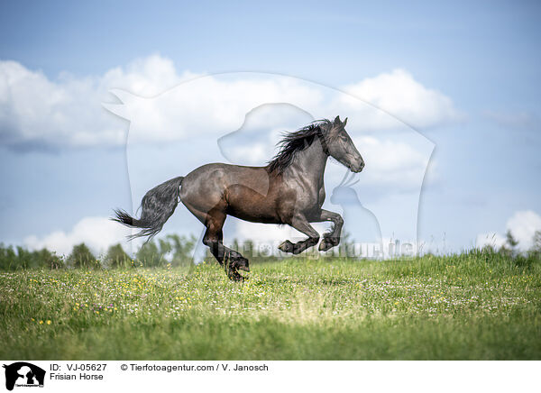 Friese / Frisian Horse / VJ-05627