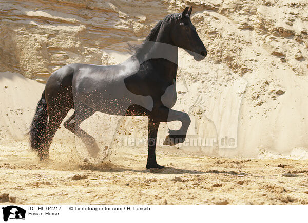 Friese / Frisian Horse / HL-04217