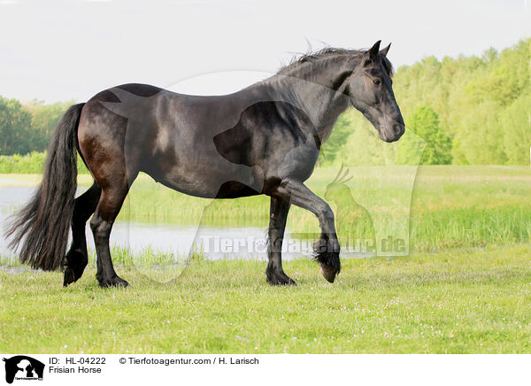 Friese / Frisian Horse / HL-04222