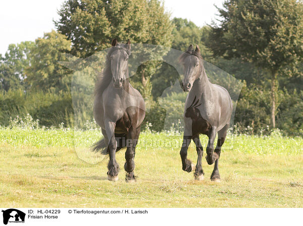 Frisian Horse / HL-04229