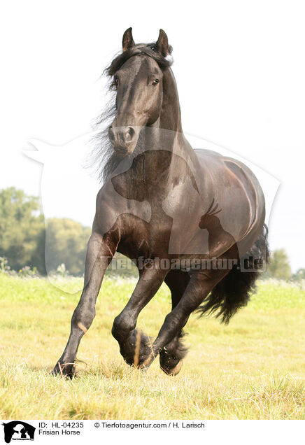 Friese / Frisian Horse / HL-04235