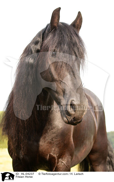 Friese / Frisian Horse / HL-04237