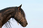 Friesian Horse Portrait