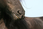 Friesian detail mouth