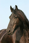 Friesian Horse Portrait