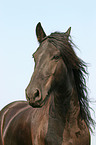 Friesian Horse Portrait