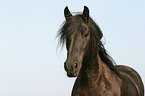 Friesian Horse Portrait