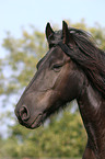 Friesian Horse Portrait