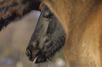 frisian foal