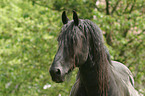 Friesian horse