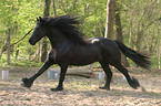 galloping Friesian Horse