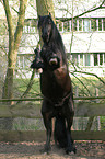 rising Friesian Horse