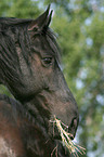 Friesian Horse Portrait