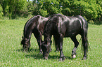 Friesian Horses