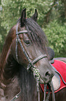 Friesian Horse