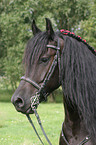 Friesian Horse