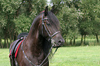 Friesian Horse