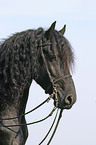 friesian portrait