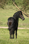 standing friesian