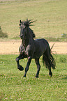 running friesian