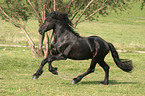 running friesian