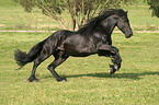 running friesian