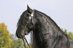 friesian portrait