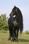 standing friesian