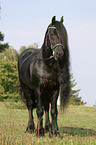 standing friesian