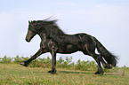 running friesian