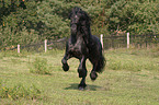 running friesian