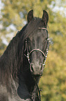 friesian portrait