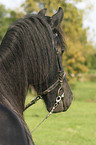 friesian portrait